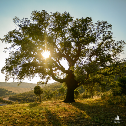 Chinkapin Oak Tree Seeds | Quercus muehlenbergii