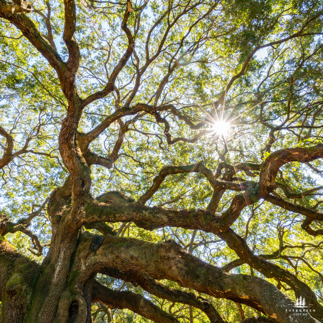 Chinkapin Oak Tree Seeds | Quercus muehlenbergii