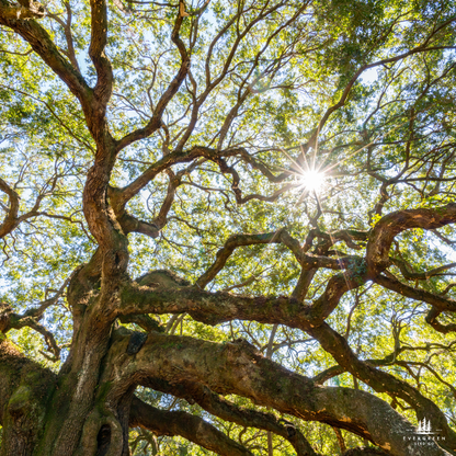 Chinkapin Oak Tree Seeds | Quercus muehlenbergii