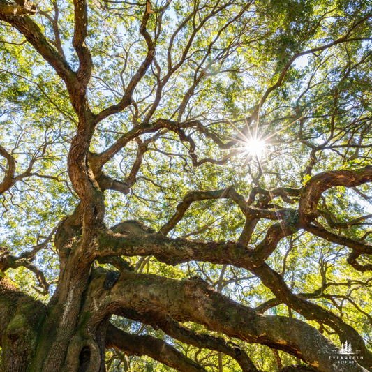 Chinkapin Oak Tree Seeds | Quercus muehlenbergii