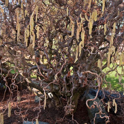 Common Filbert Tree Seeds | Corylus avellana