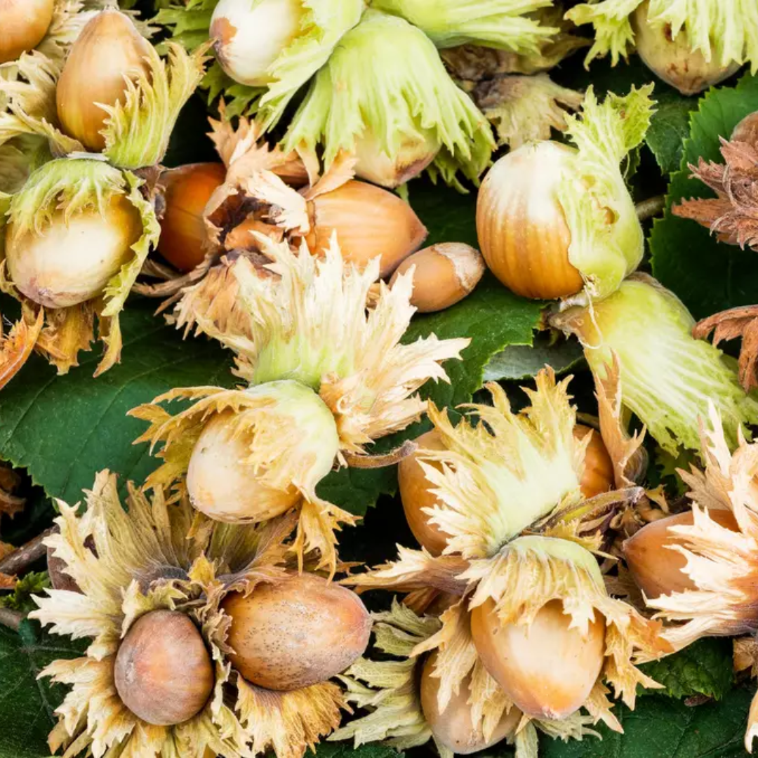 Common Filbert Tree Seeds | Sweet, Cold-Hardy Hazelnut (Corylus ...