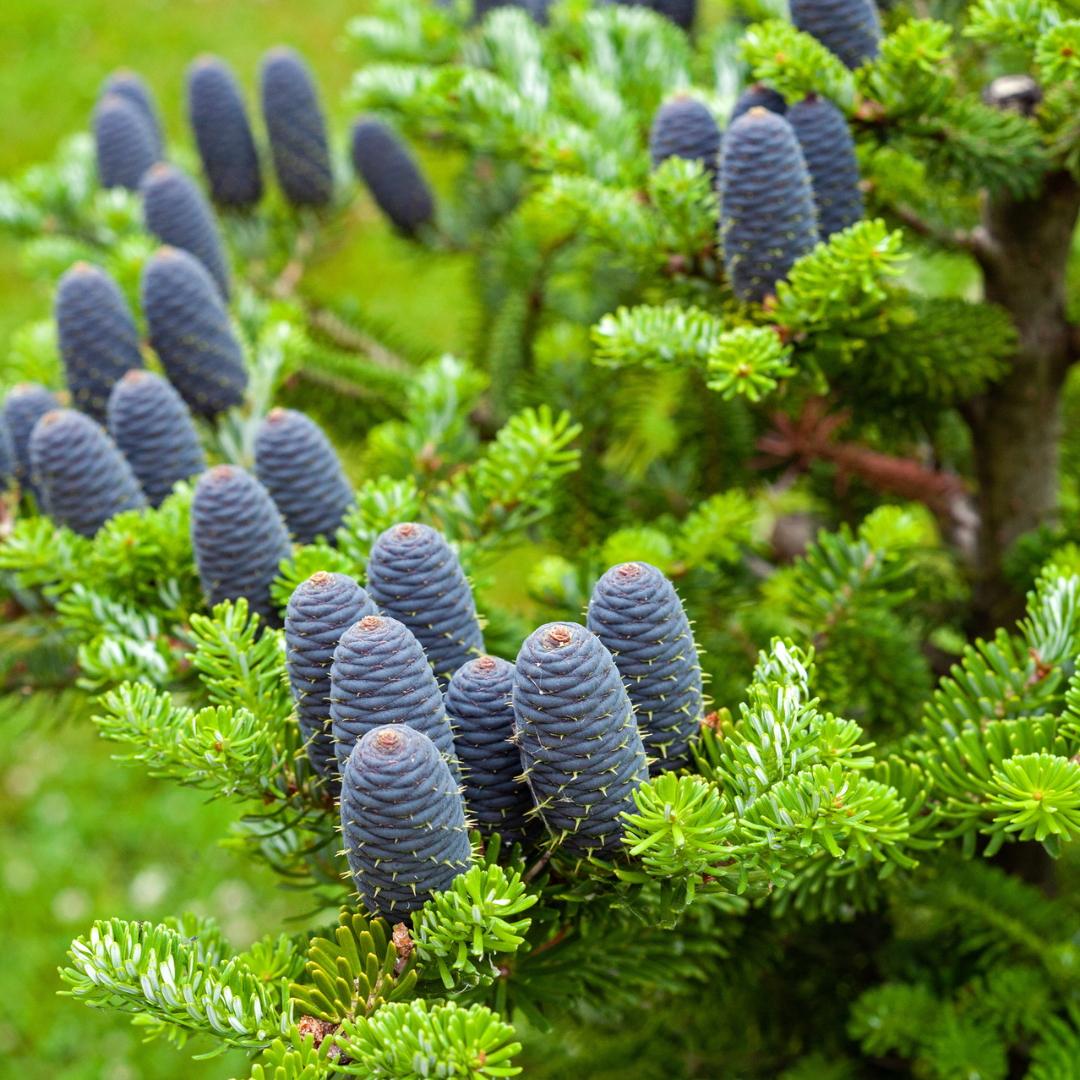 Korean Fir Tree Seeds (Abies koreana)