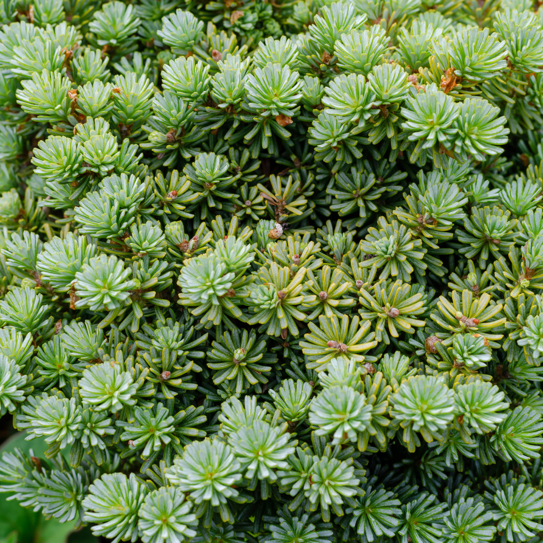 Korean Fir Tree Seeds (Abies koreana)