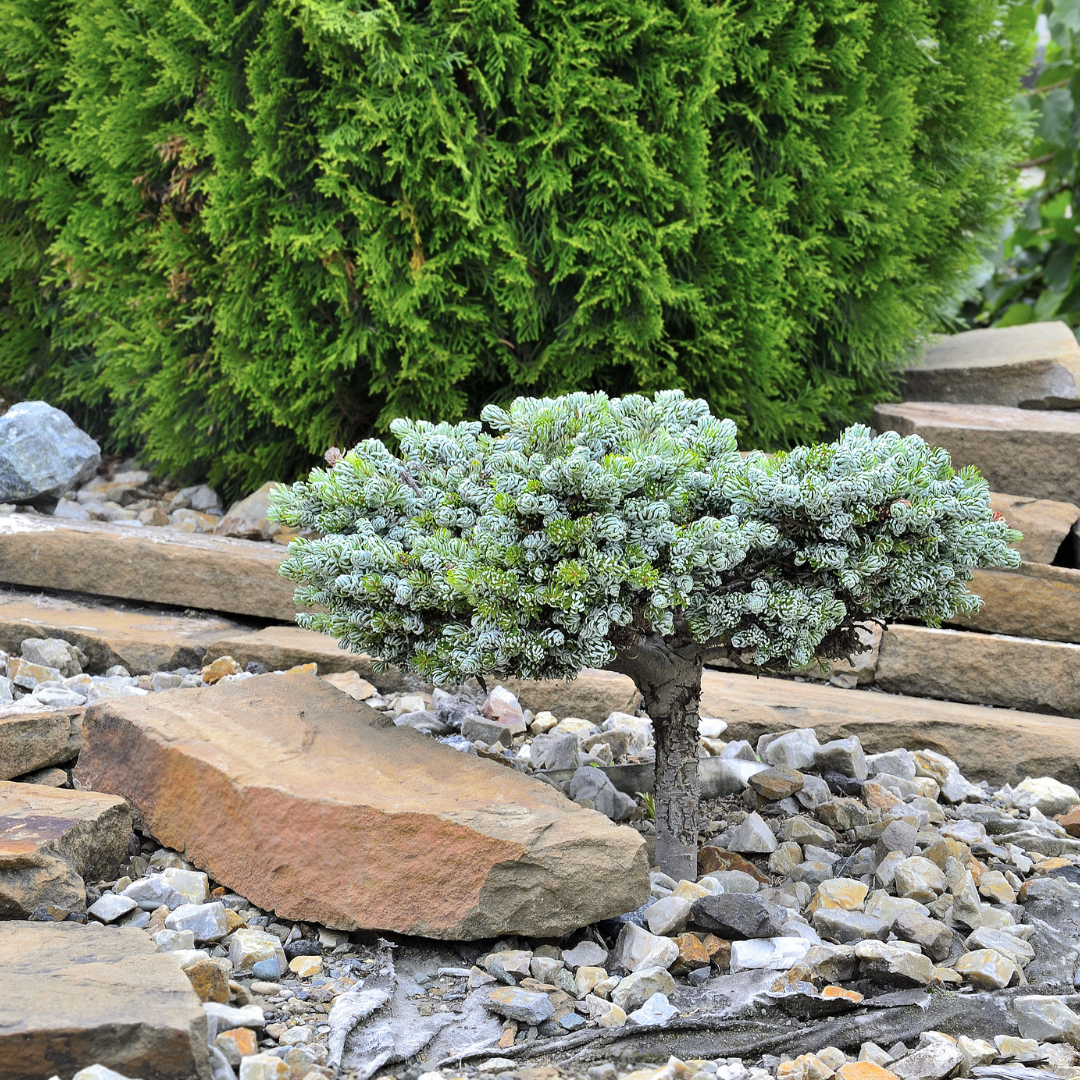 Korean Fir Tree Seeds (Abies koreana)