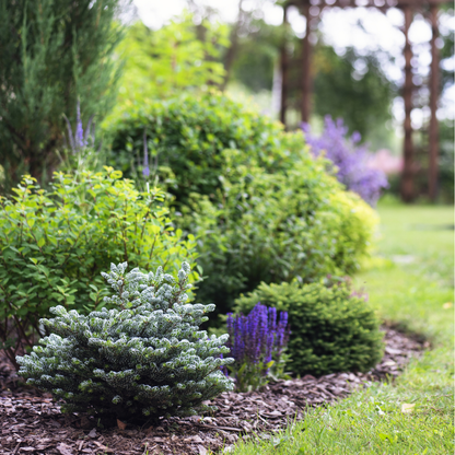 Korean Fir Tree Seeds (Abies koreana)