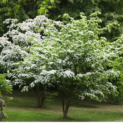 Kousa Dogwood Tree Seeds (Cornus Kousa)