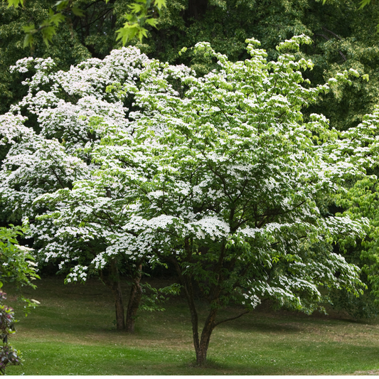 Kousa Dogwood Tree Seeds (Cornus Kousa)