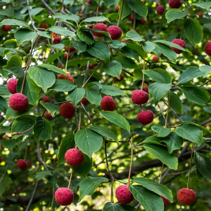 Kousa Dogwood Tree Seeds (Cornus Kousa)