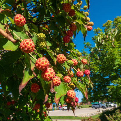 Kousa Dogwood Tree Seeds (Cornus Kousa)