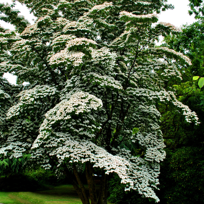 Kousa Dogwood Tree Seeds (Cornus Kousa)