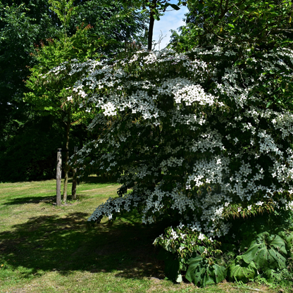 Kousa Dogwood Tree Seeds (Cornus Kousa)