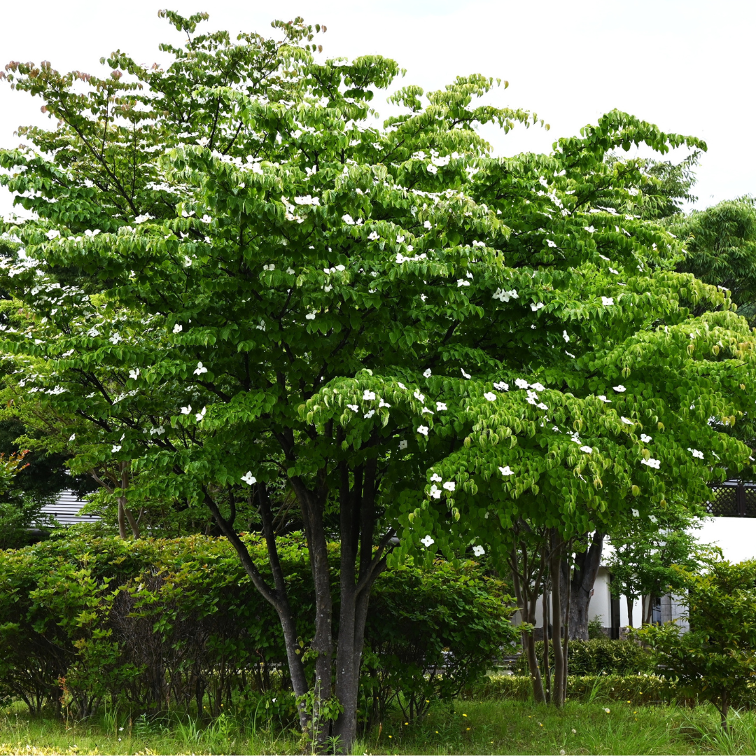 Kousa Dogwood Tree Seeds (Cornus Kousa)