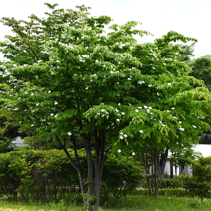 Kousa Dogwood Tree Seeds (Cornus Kousa)