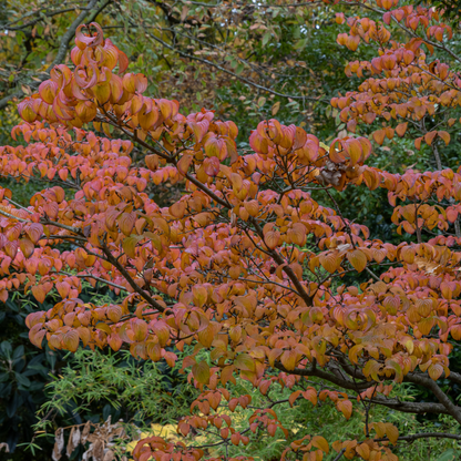 Kousa Dogwood Tree Seeds (Cornus Kousa)