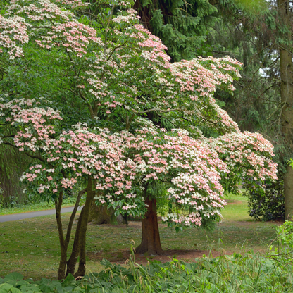 Kousa Dogwood Tree Seeds (Cornus Kousa)