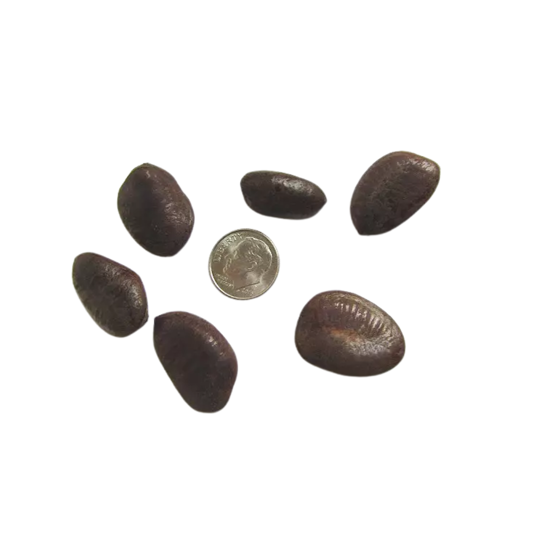 Allegheny Pawpaw Tree Seeds (Asimina triloba 'Allegheny')