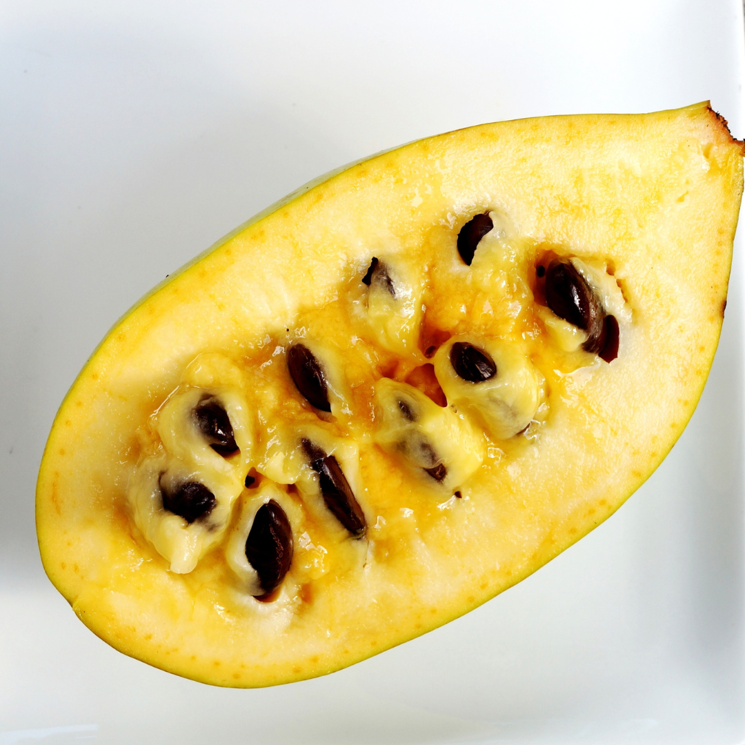 Allegheny Pawpaw Tree Seeds (Asimina triloba 'Allegheny')