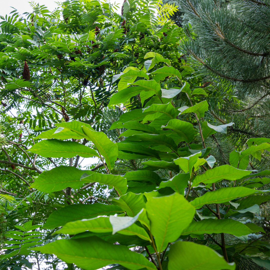 Allegheny Pawpaw Tree Seeds (Asimina triloba 'Allegheny')