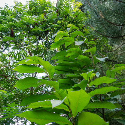 Allegheny Pawpaw Tree Seeds (Asimina triloba 'Allegheny')