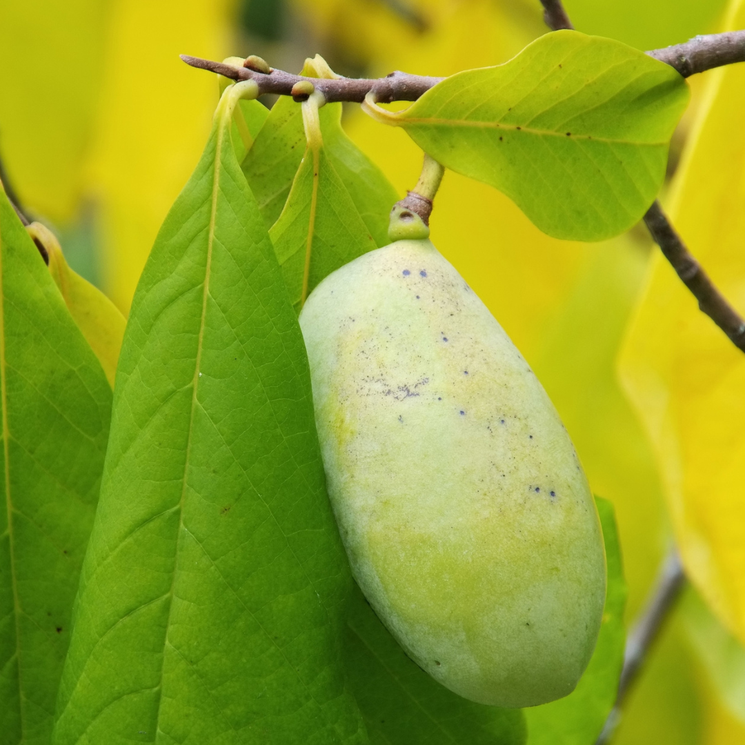 Allegheny Pawpaw Tree Seeds (Asimina triloba 'Allegheny')