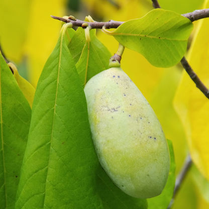 Allegheny Pawpaw Tree Seeds (Asimina triloba 'Allegheny')