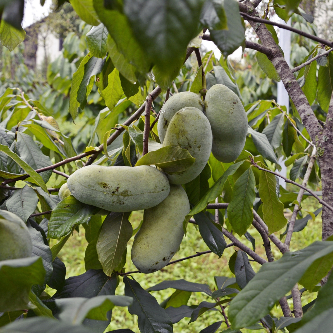 Allegheny Pawpaw Tree Seeds (Asimina triloba 'Allegheny')