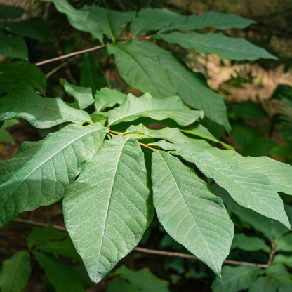 Allegheny Pawpaw Tree Seeds (Asimina triloba 'Allegheny')