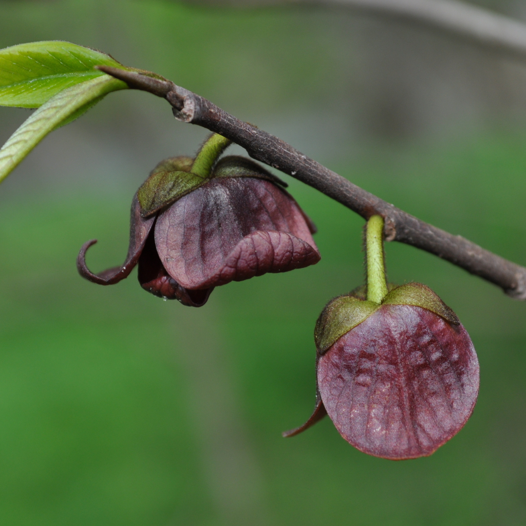Allegheny Pawpaw Tree Seeds (Asimina triloba 'Allegheny')