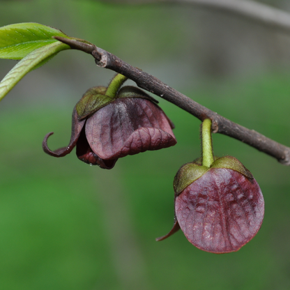 Allegheny Pawpaw Tree Seeds (Asimina triloba 'Allegheny')