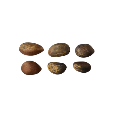 Pinyon Pine Tree Seeds (Pinus Edulis)