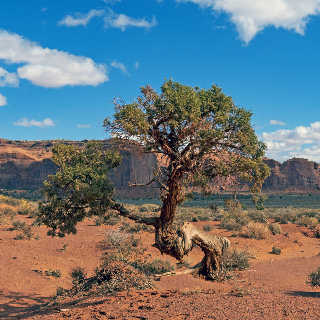 Pinyon Pine Tree Seeds (Pinus Edulis)