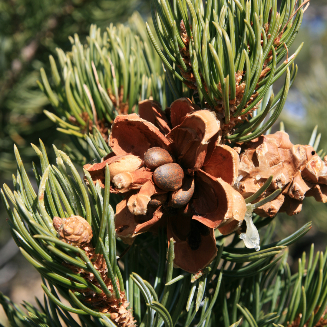 Pinyon Pine Tree Seeds (Pinus Edulis)