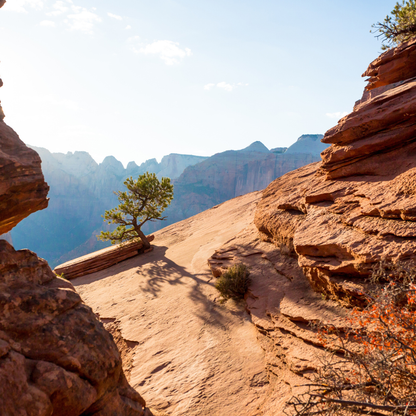 Pinyon Pine Tree Seeds (Pinus Edulis)