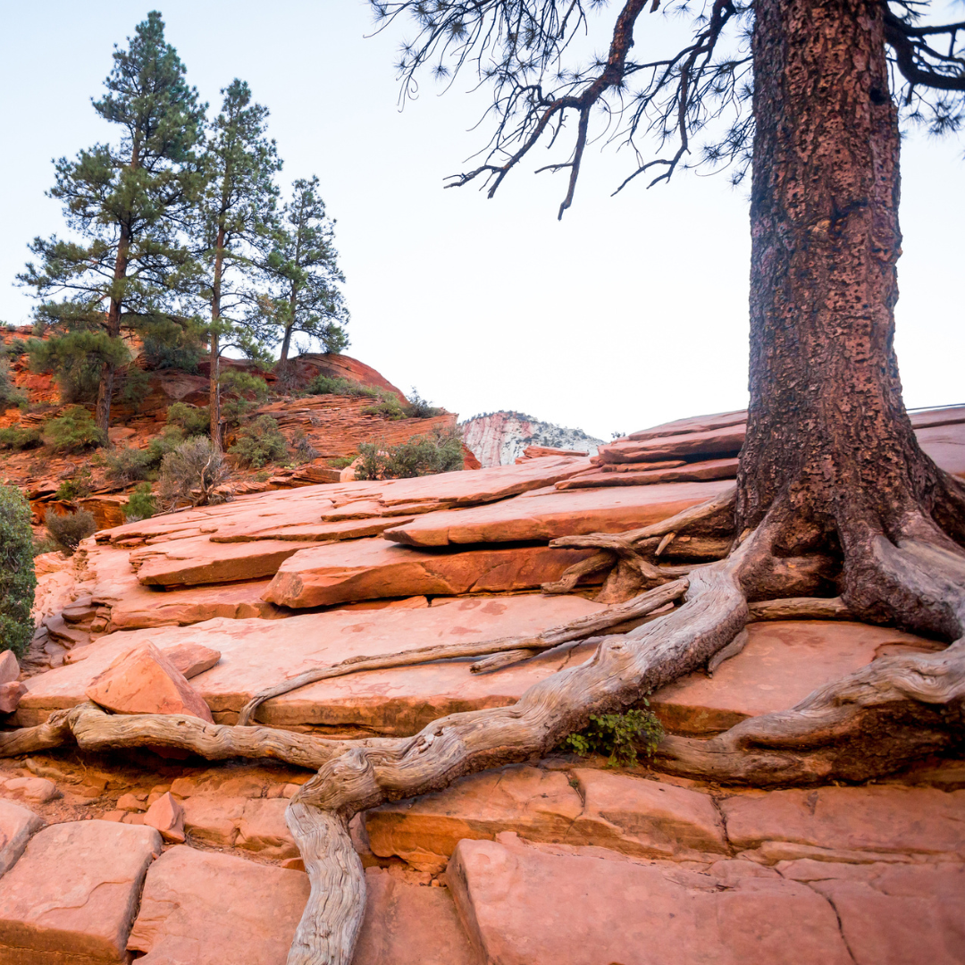 Pinyon Pine Tree Seeds (Pinus Edulis)