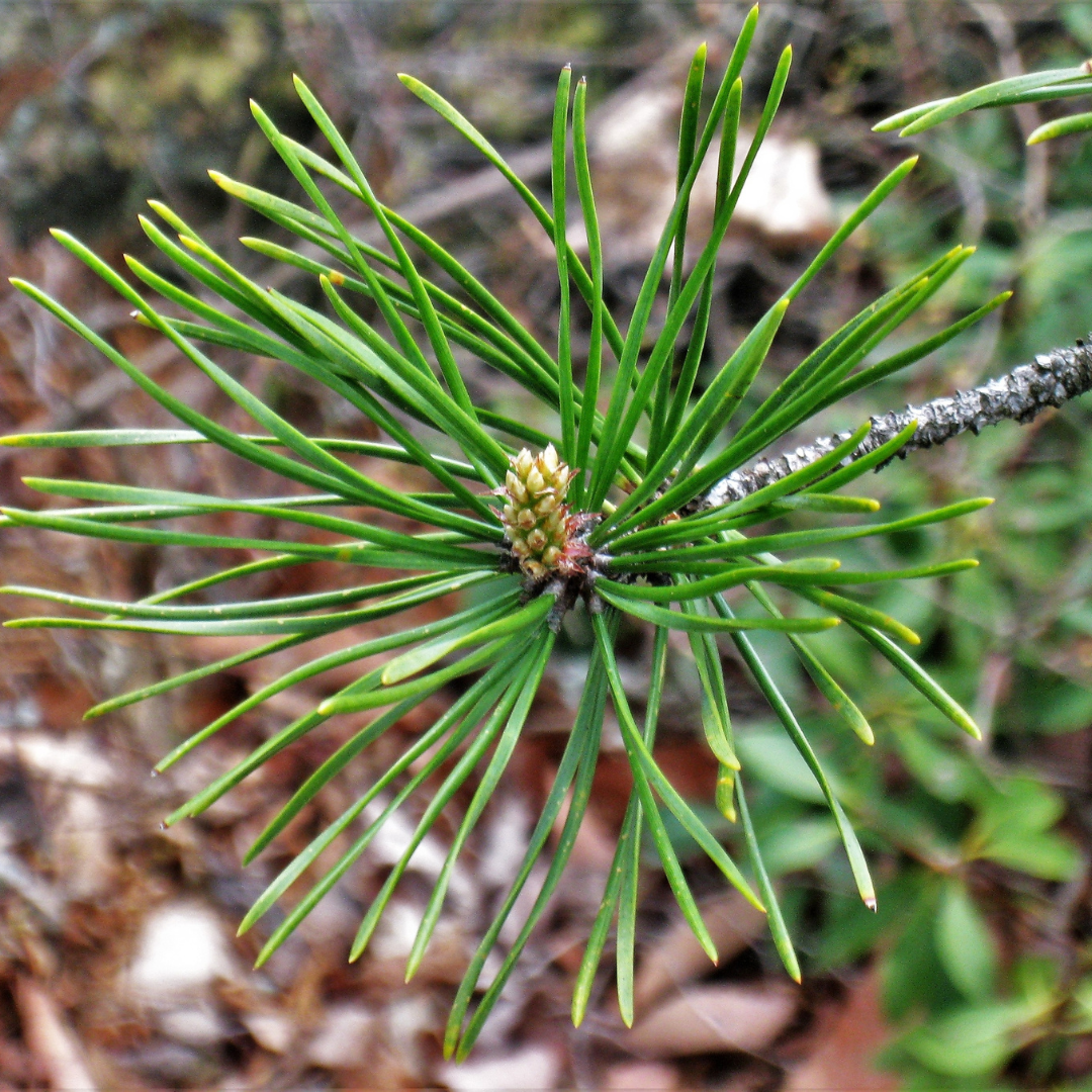 Pinyon Pine Tree Seeds (Pinus Edulis)