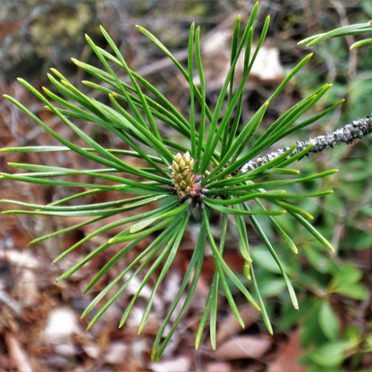 Pinyon Pine Tree Seeds (Pinus Edulis)