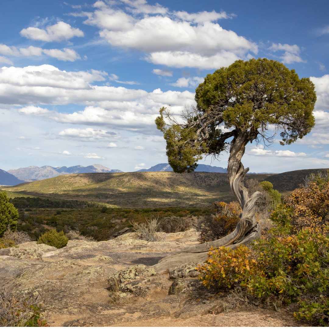 Pinyon Pine Tree Seeds (Pinus Edulis)