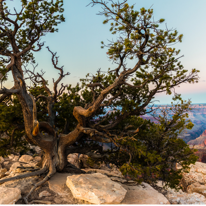 Pinyon Pine Tree Seeds (Pinus Edulis)