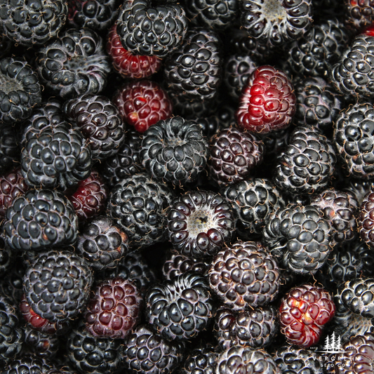 Black Raspberry-Rubus occidentalis