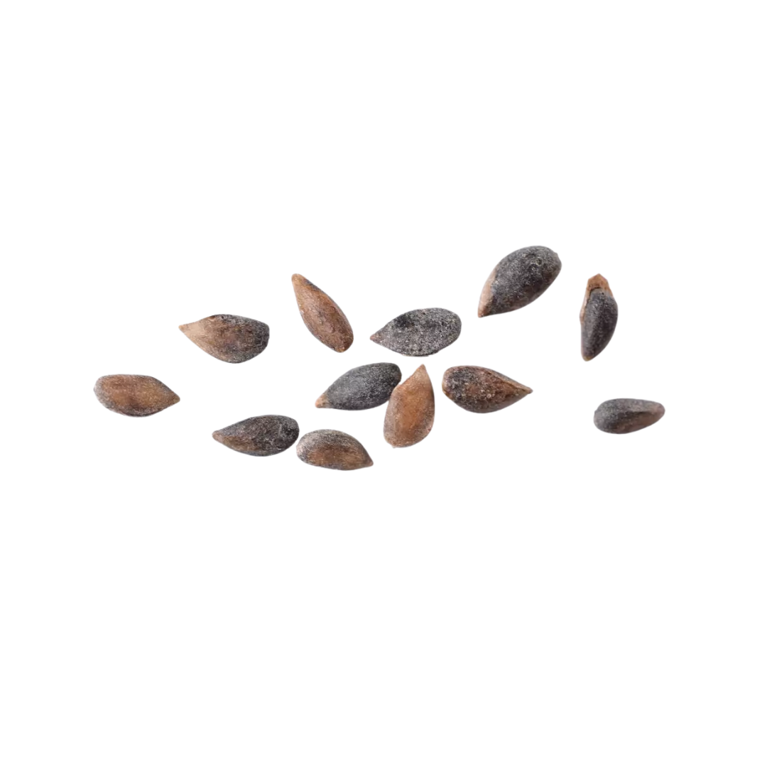 Serbian Spruce Tree Seeds (Picea omorika)