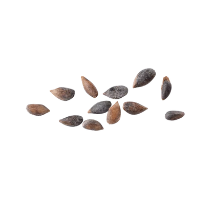Serbian Spruce Tree Seeds (Picea omorika)