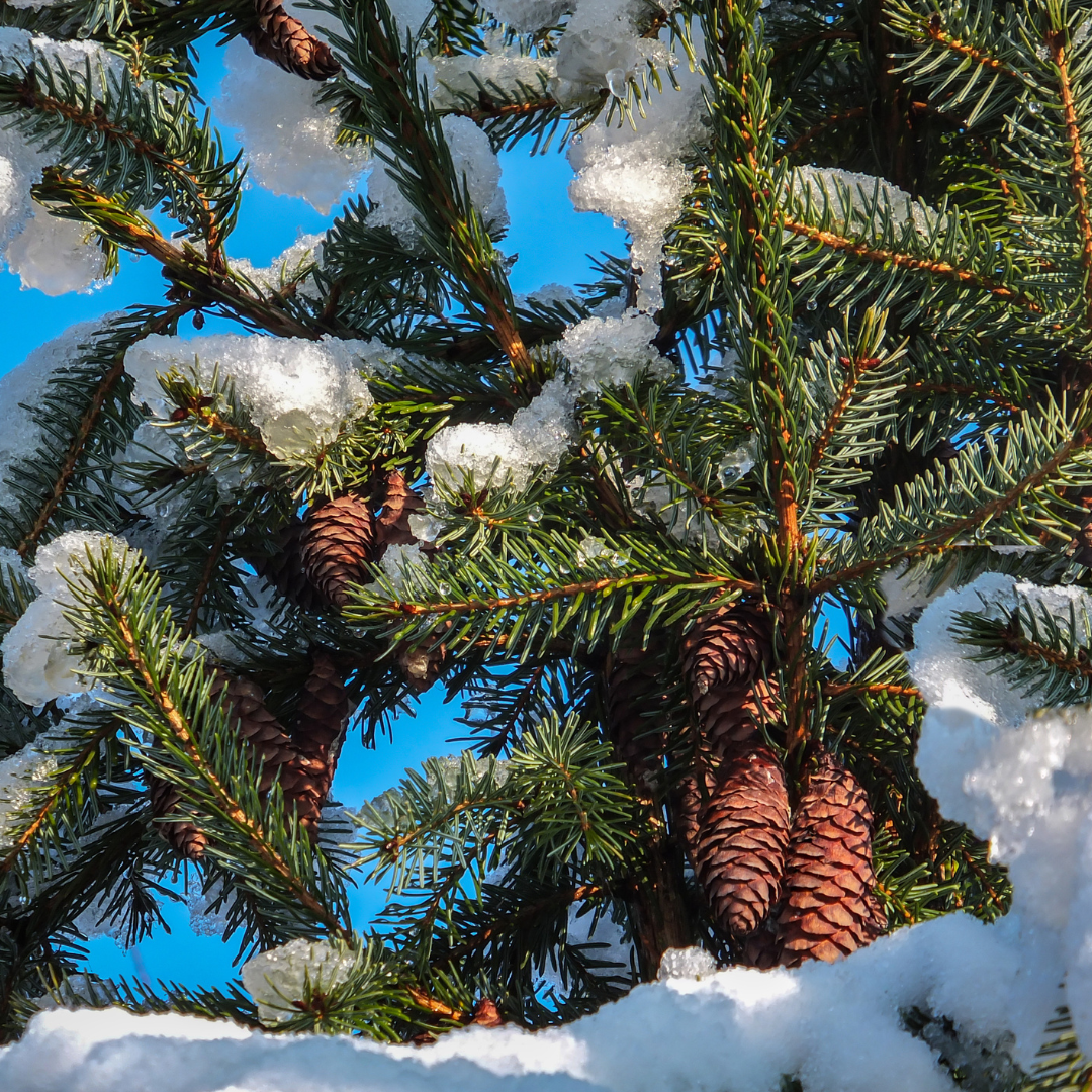 Serbian Spruce Tree Seeds (Picea omorika)