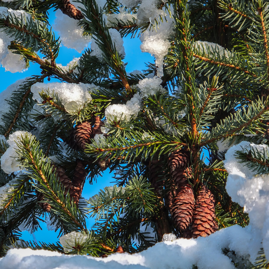 Serbian Spruce Tree Seeds (Picea omorika)