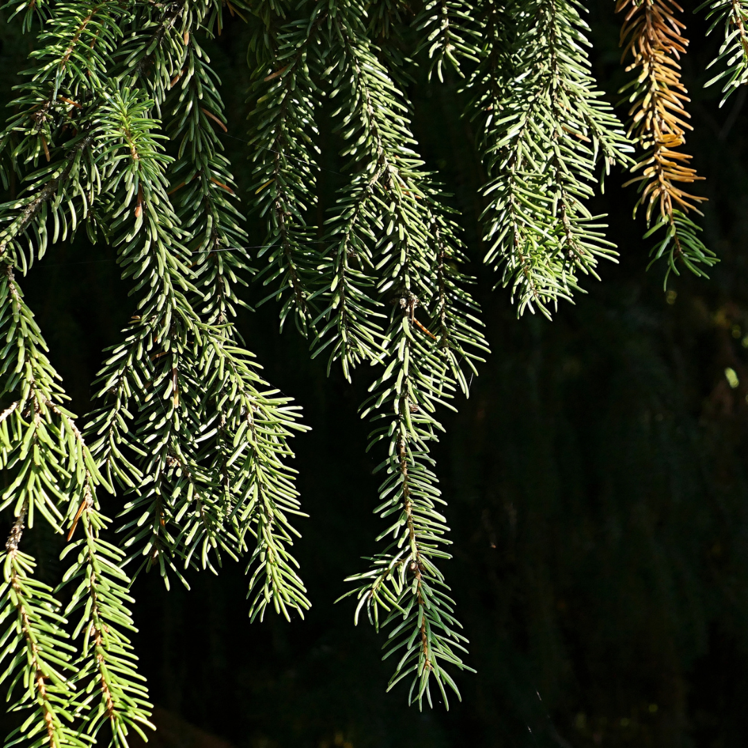 Serbian Spruce Tree Seeds (Picea omorika)