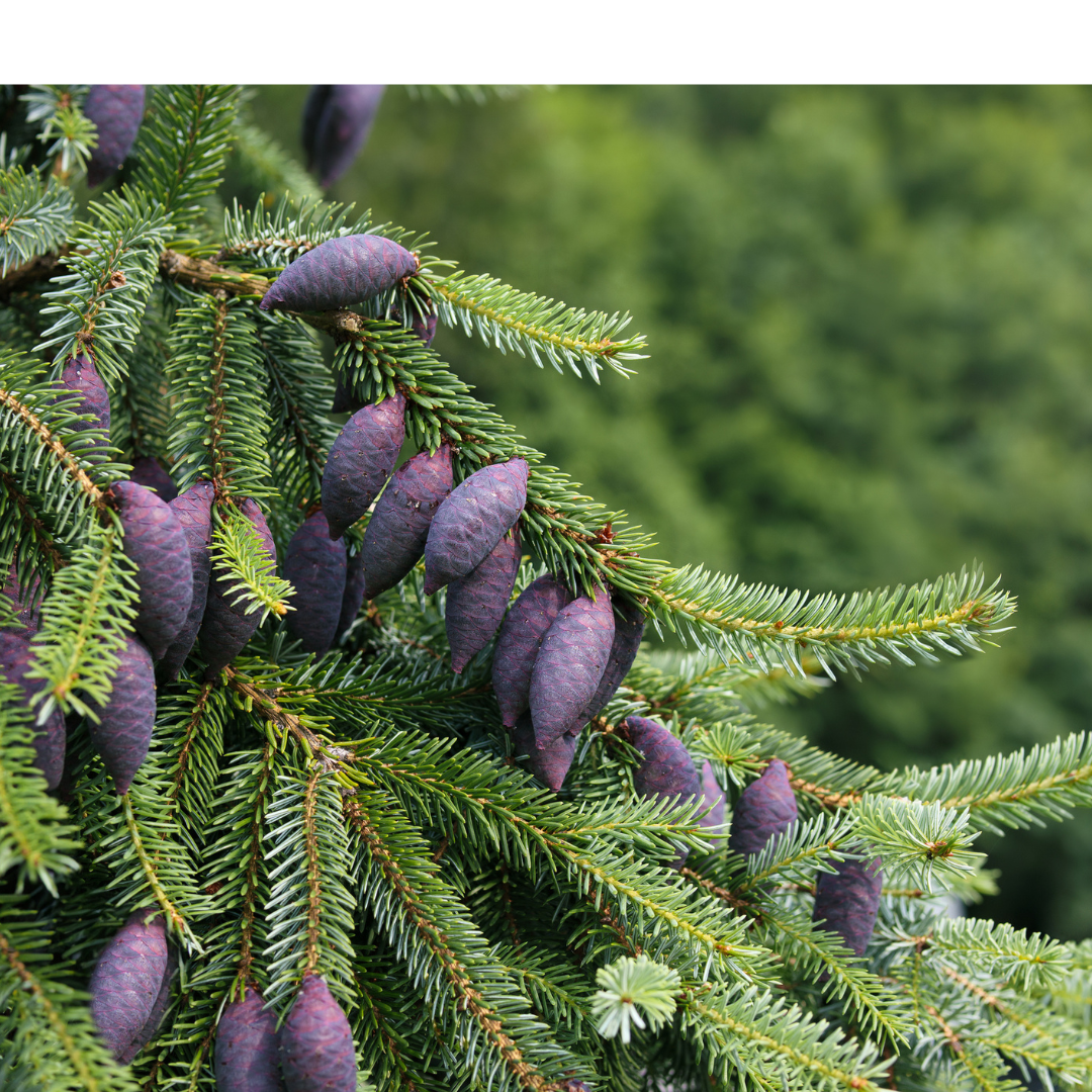 Serbian Spruce Tree Seeds (Picea omorika)