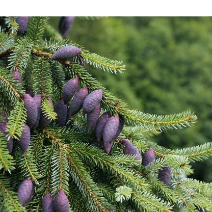 Serbian Spruce Tree Seeds (Picea omorika)