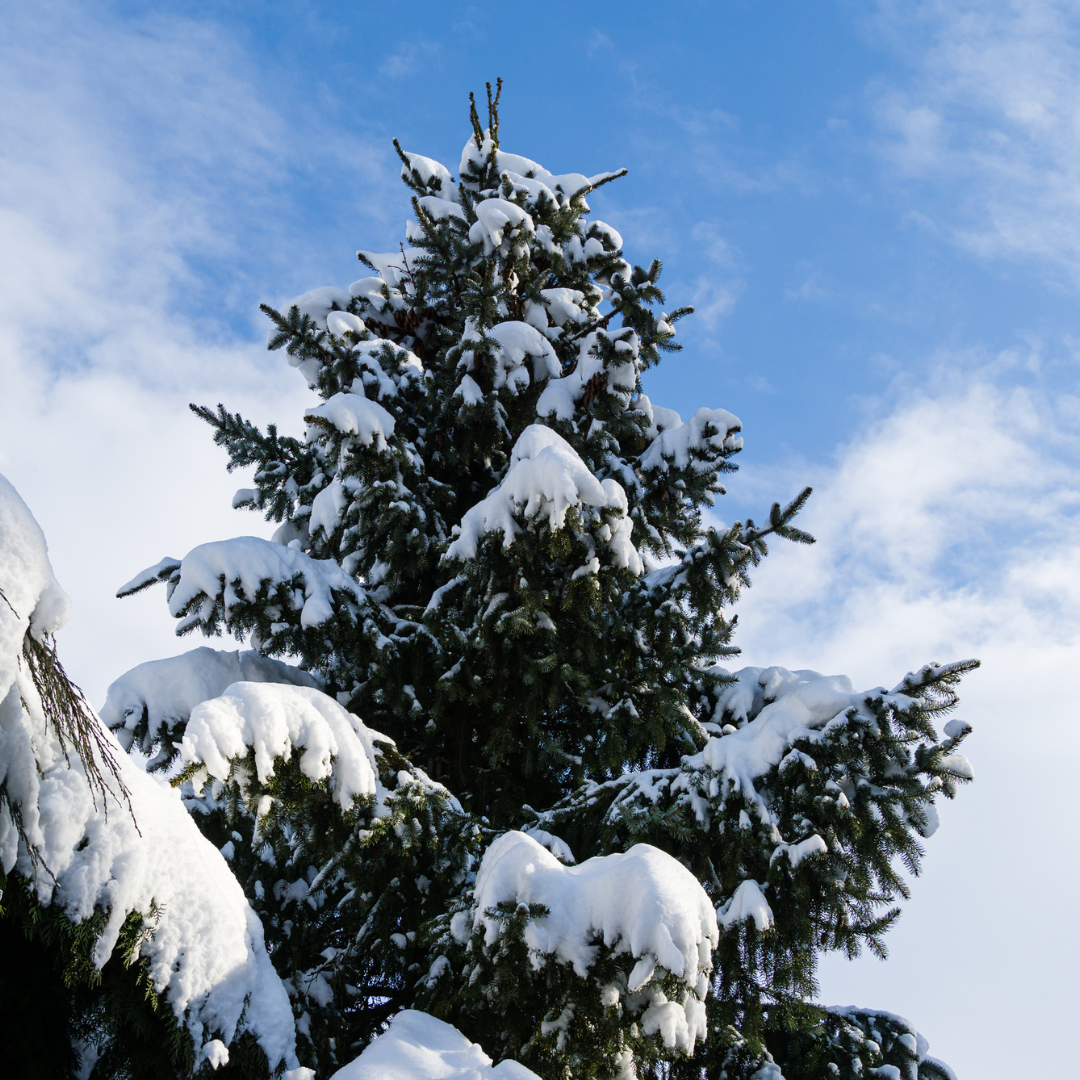 Serbian Spruce Tree Seeds (Picea omorika)