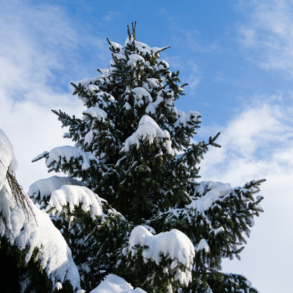 Serbian Spruce Tree Seeds (Picea omorika)