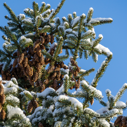 Serbian Spruce Tree Seeds (Picea omorika)